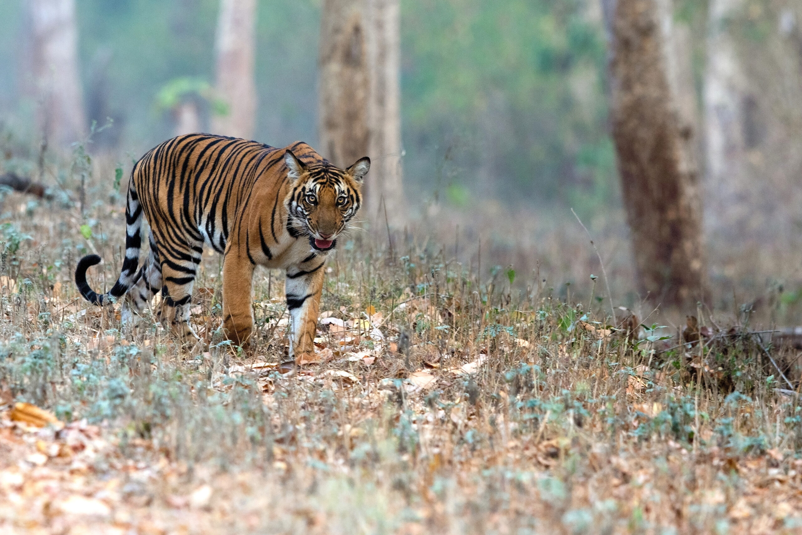 Royal Bengal tiger