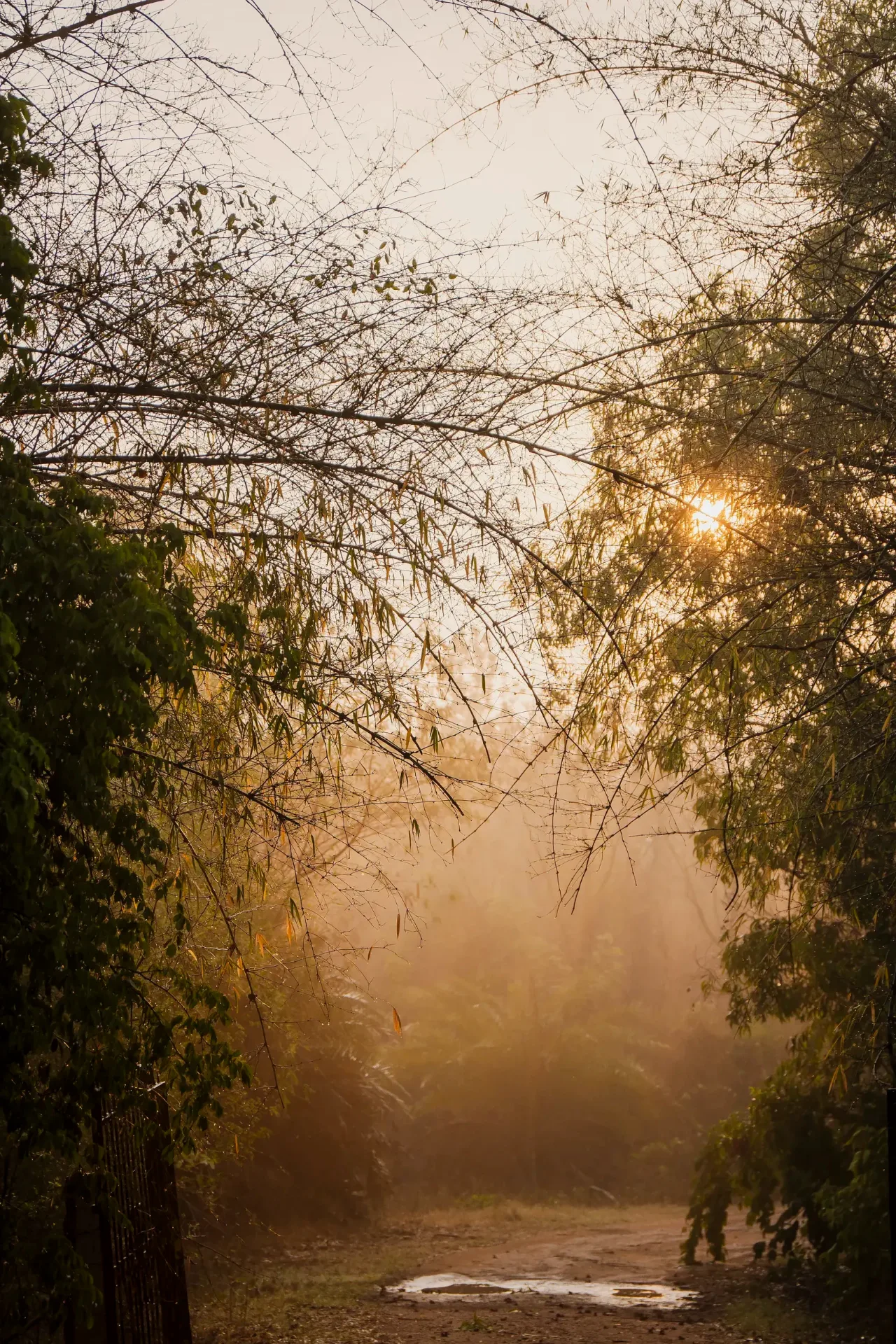 Sunlight through the trees at ‘Once Upon A Lake’